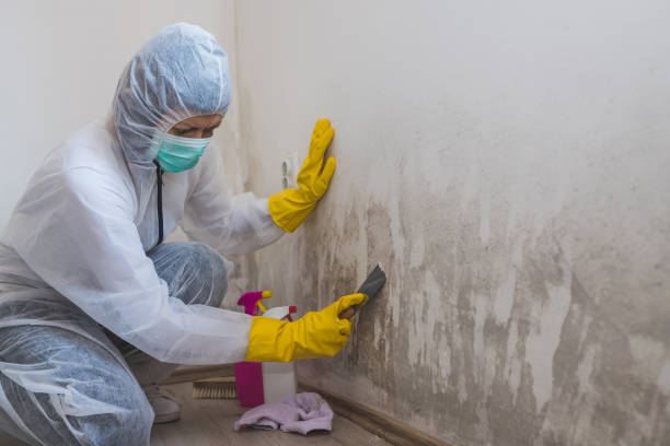 Best Residential Mold Removal  in Napili Honokowai, HI