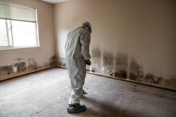 Best Toxic Mold Removal  in Napili Honokowai, HI