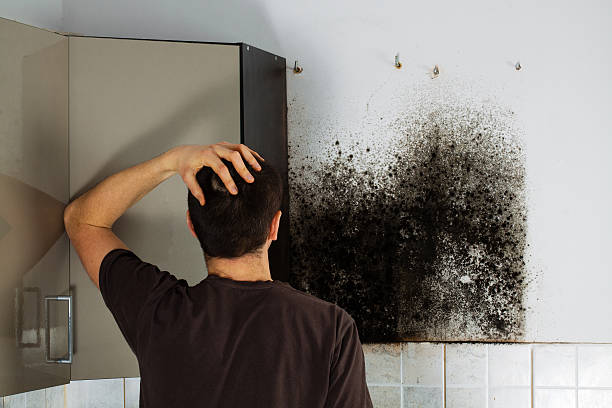 Best Toxic Mold Removal  in Napili Honokowai, HI