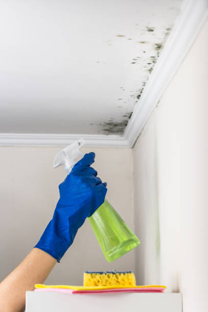 Best Mold Damage Repair  in Napili Honokowai, HI